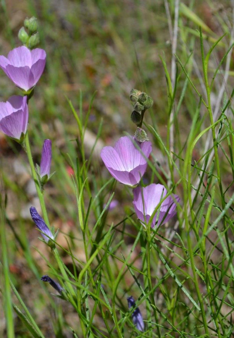 Dwarf Checkerbloom photo 2