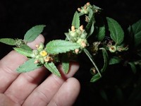 Manyflower Sandmallow