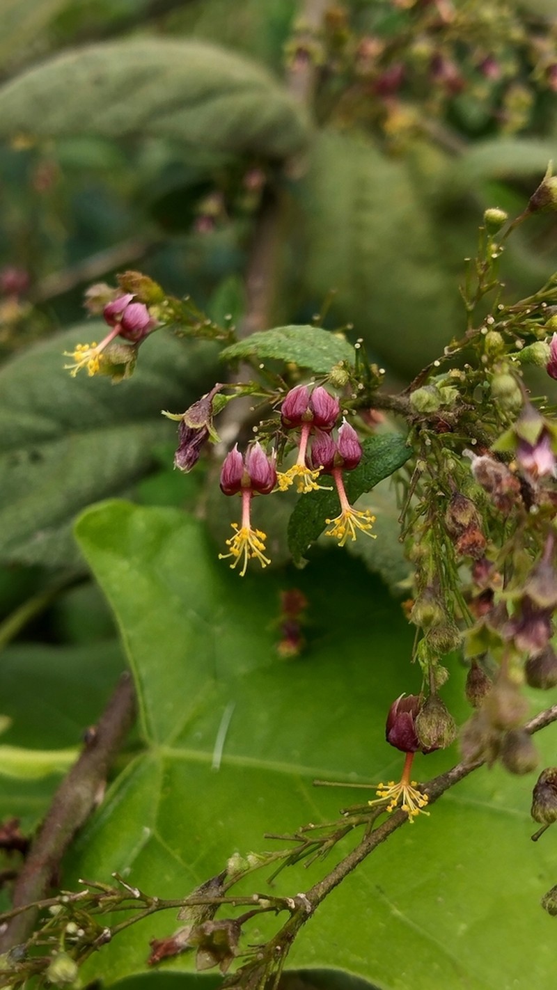 Panicled Sandmallow