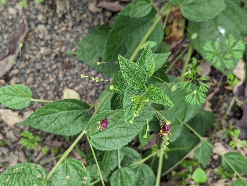 Panicled Sandmallow photo 3