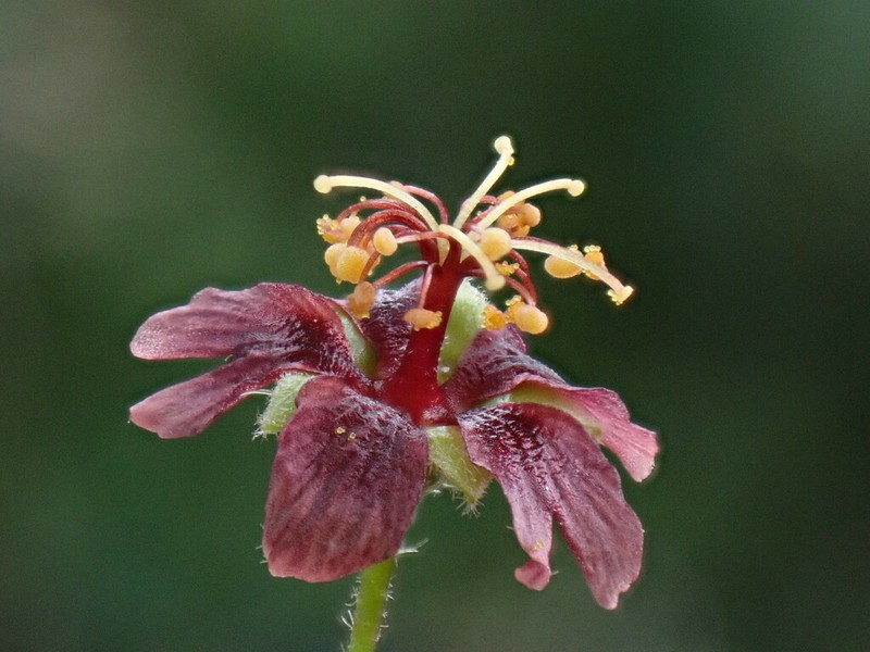 Panicled Sandmallow photo 4
