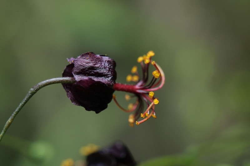 Panicled Sandmallow photo 5