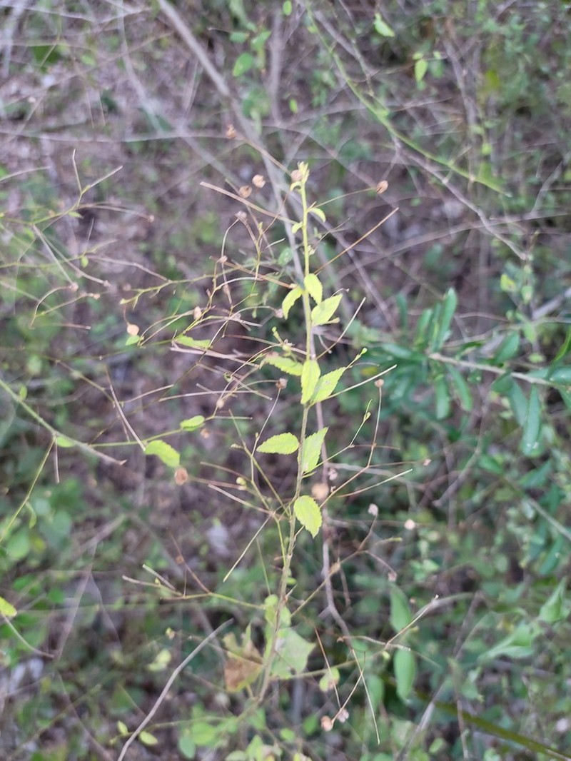 Panicled Sandmallow photo 7