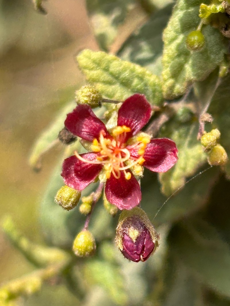 Panicled Sandmallow photo 8