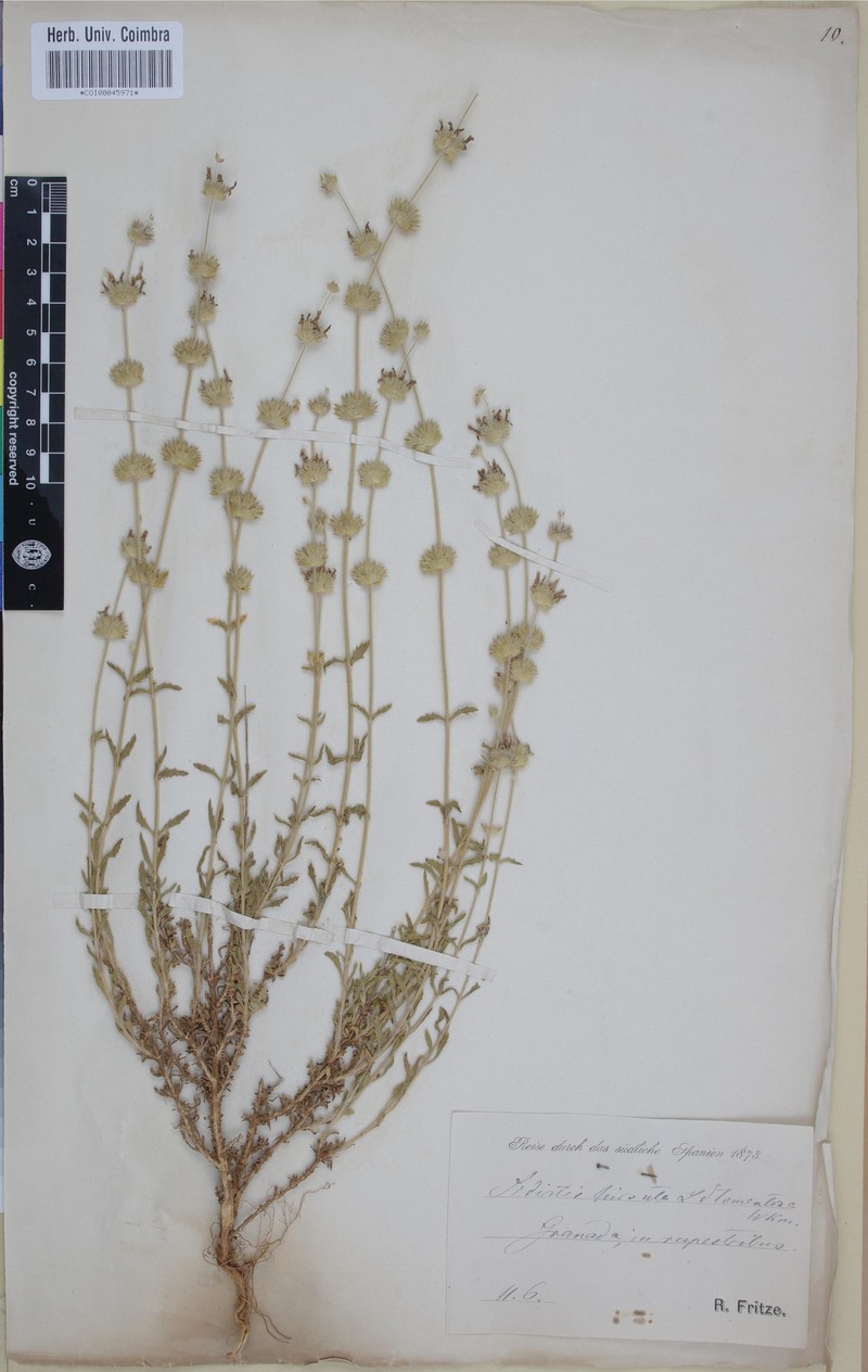 Sideritis fruticulosa subsp. cavanillesii