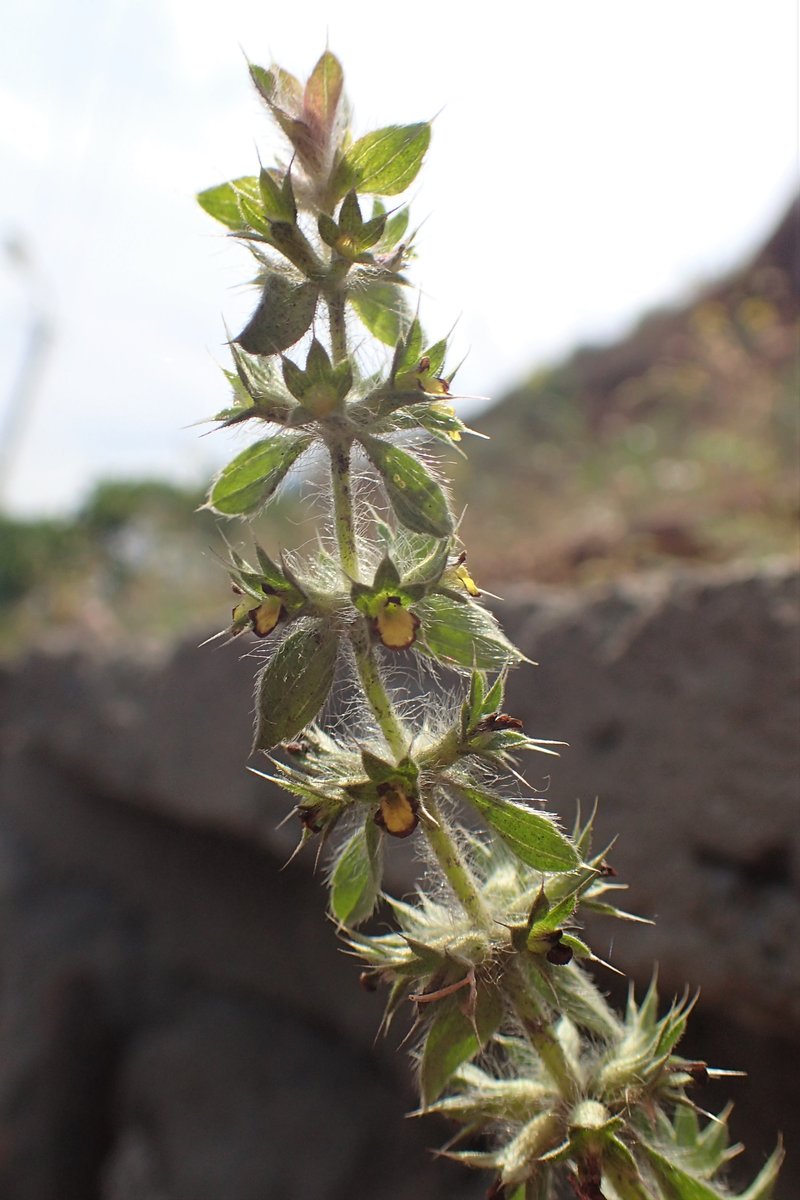 Mountain Ironwort photo 5