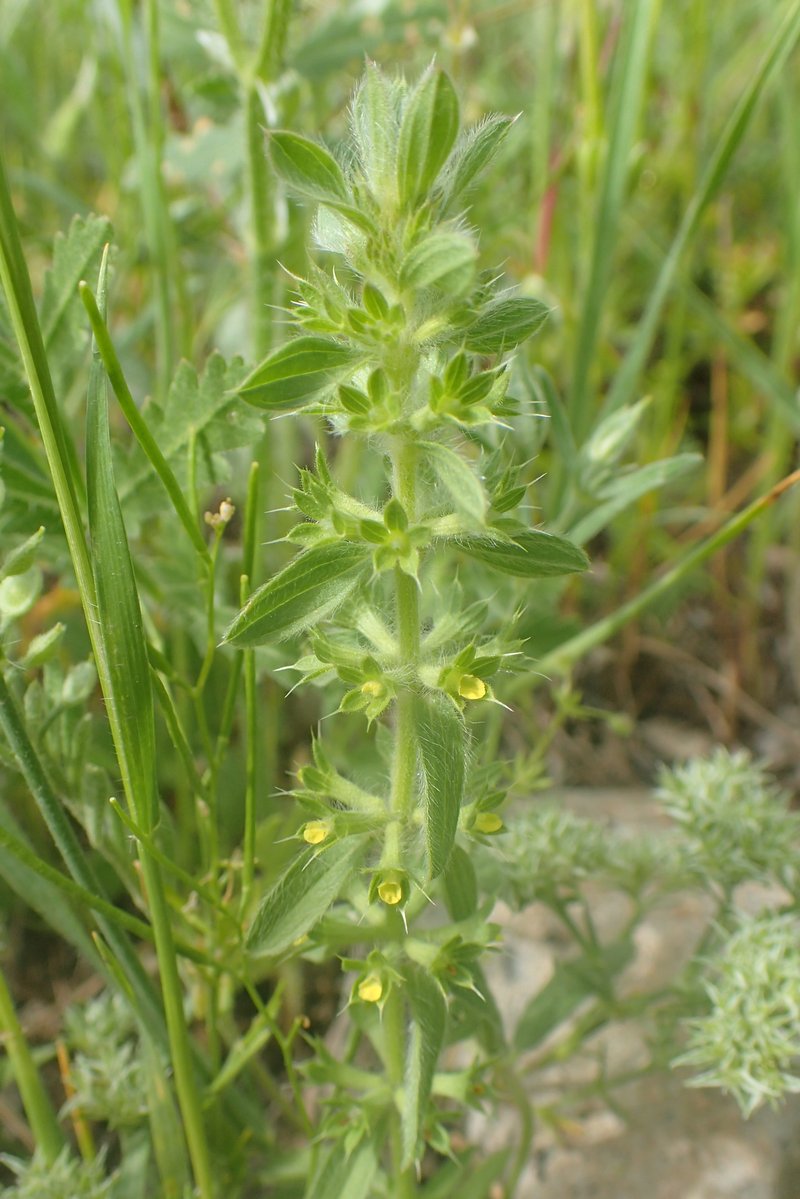 Mountain Ironwort photo 6