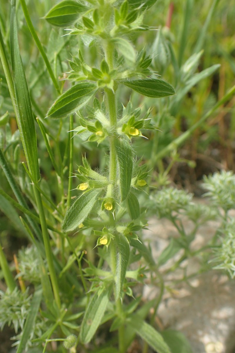 Mountain Ironwort photo 7