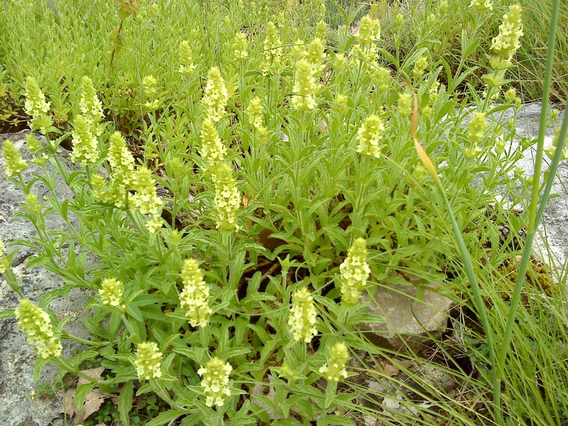 Mountain Ironwort photo 2