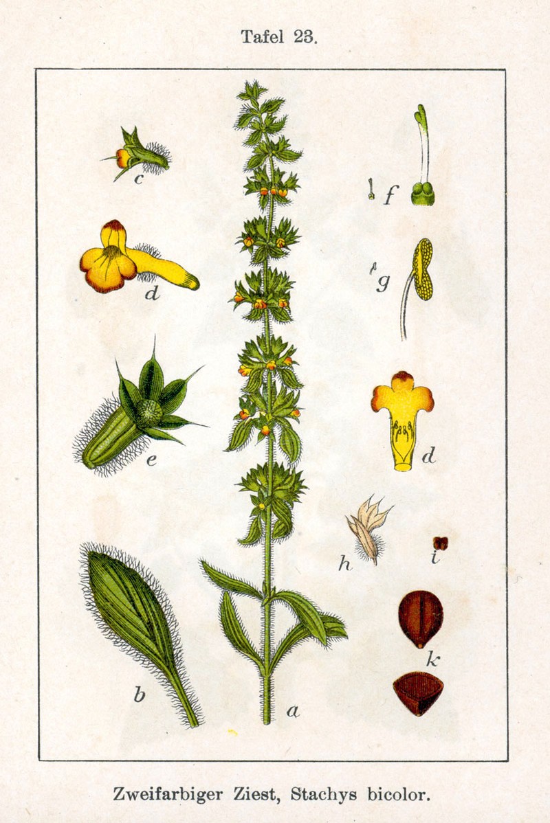 Mountain Ironwort