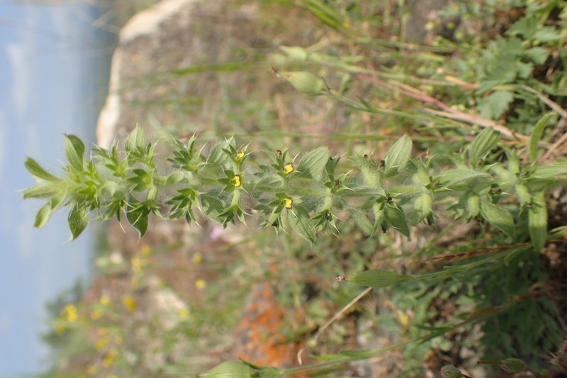Mountain Ironwort photo 3