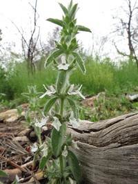 Simplebeak Ironwort