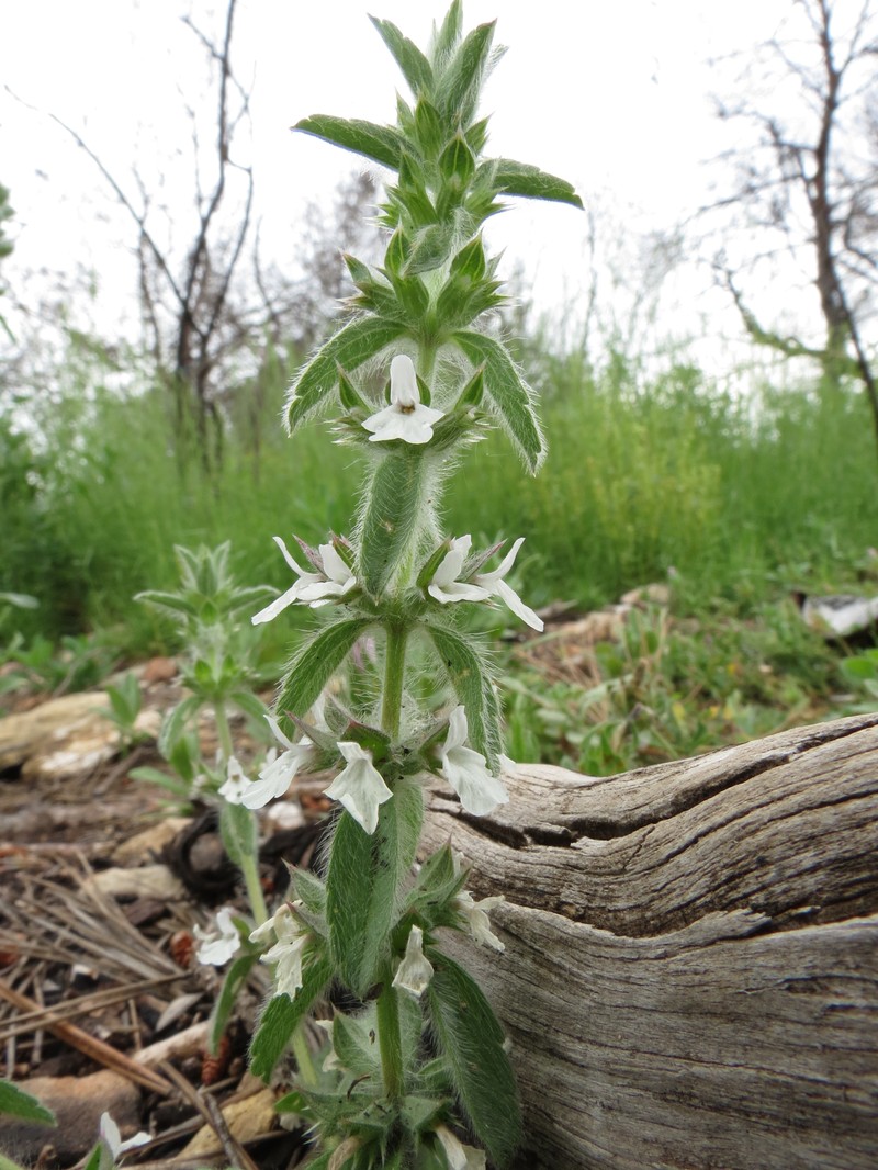 Simplebeak Ironwort