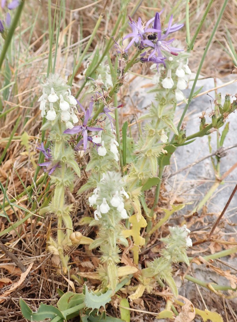 Simplebeak Ironwort photo 5