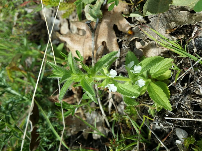 Simplebeak Ironwort photo 6
