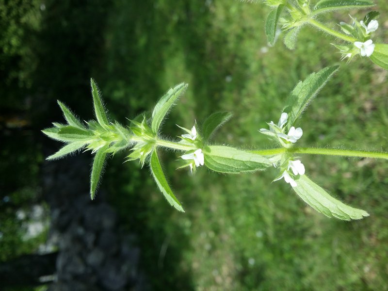 Simplebeak Ironwort photo 7