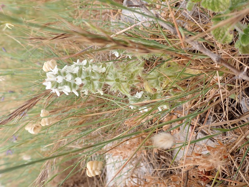 Simplebeak Ironwort photo 2