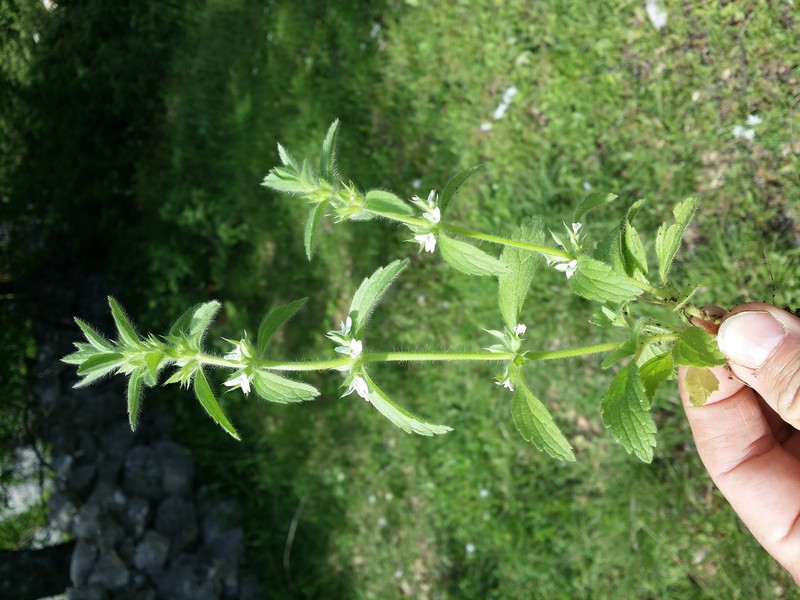 Simplebeak Ironwort photo 3