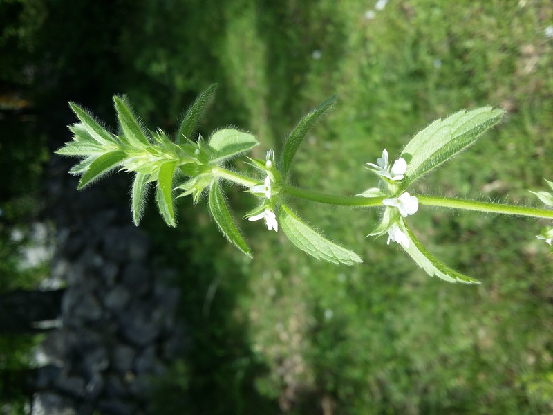 Simplebeak Ironwort photo 4