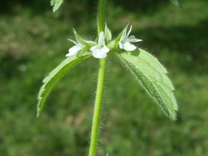 Simplebeak Ironwort photo 8