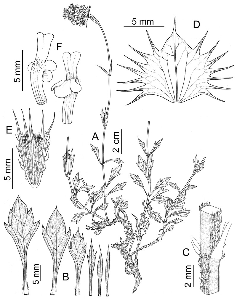 Sideritis royoi