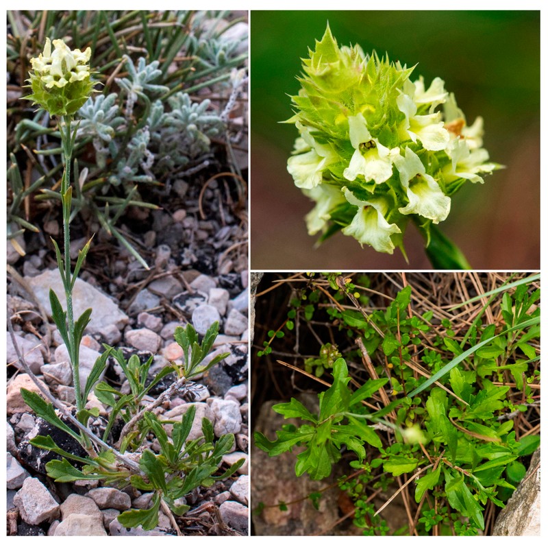 Sideritis royoi photo 2