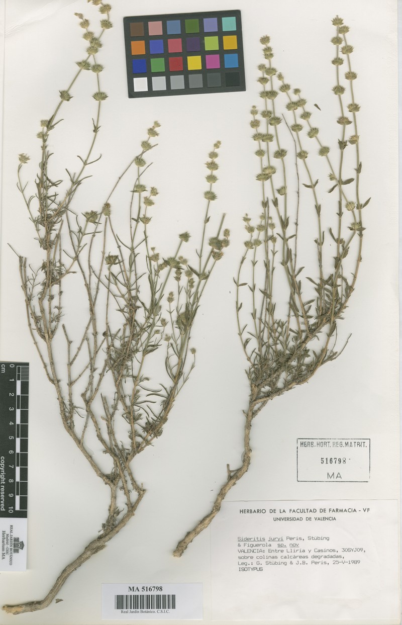 Sideritis tragoriganum subsp. tragoriganum