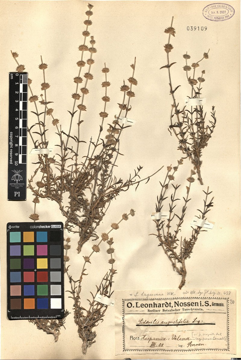 Sideritis tragoriganum subsp. tragoriganum photo 2