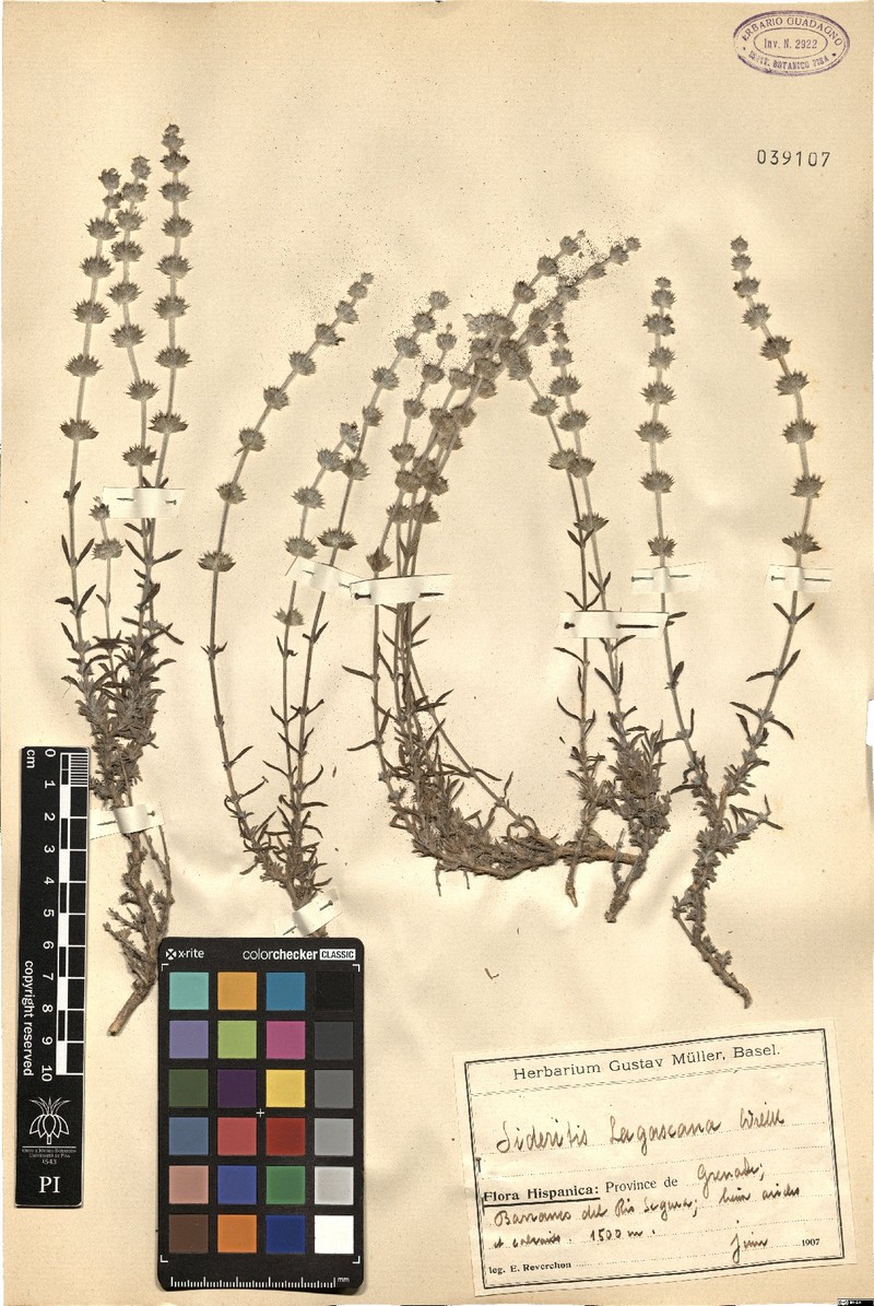 Sideritis tragoriganum subsp. tragoriganum photo 3