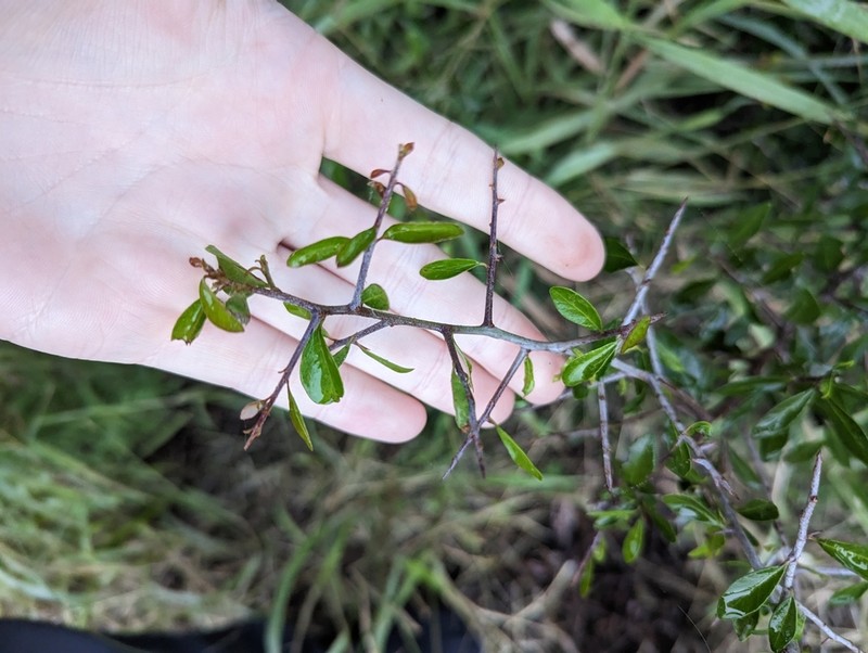 Saffron Plum photo 2