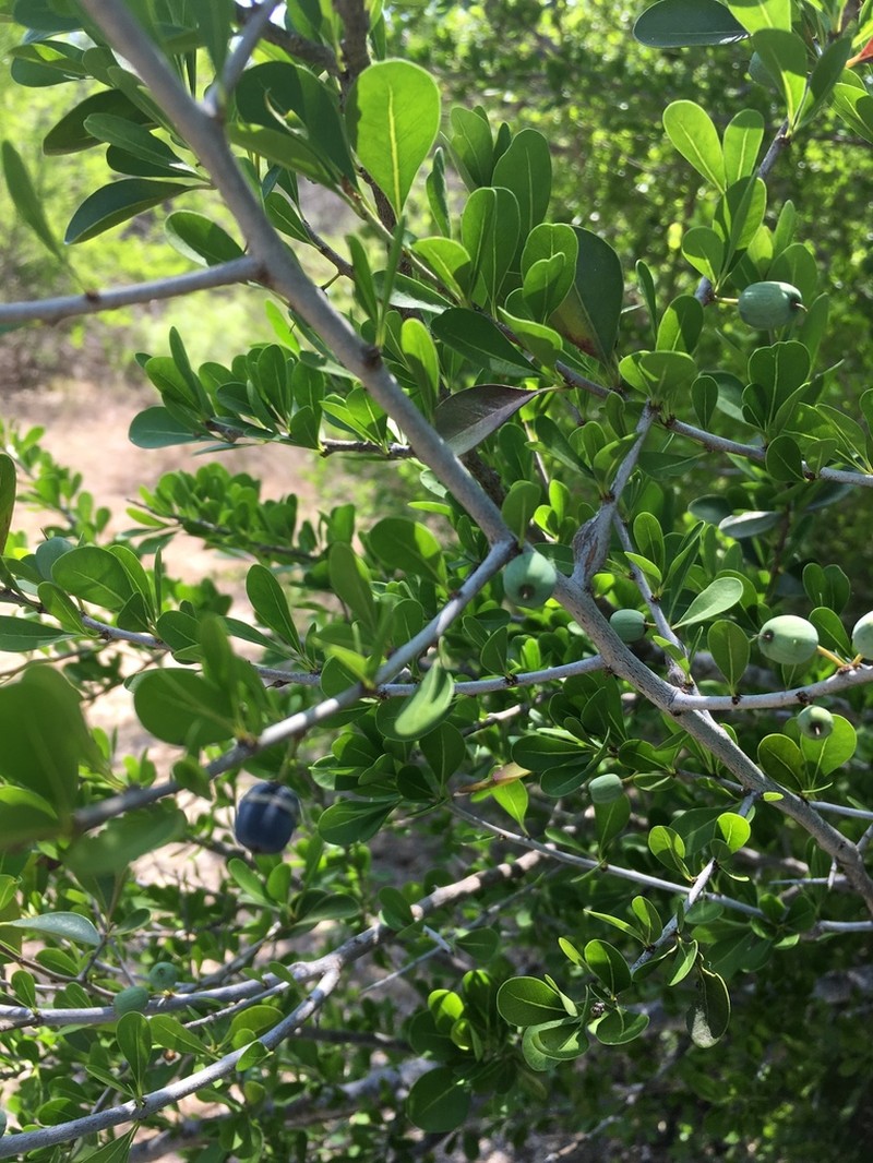 Saffron Plum photo 4