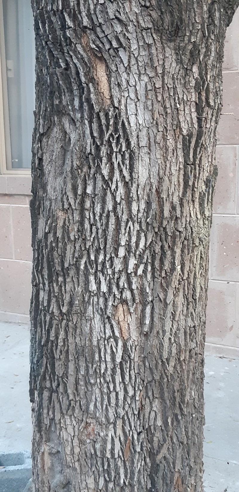 Saffron Plum photo 6