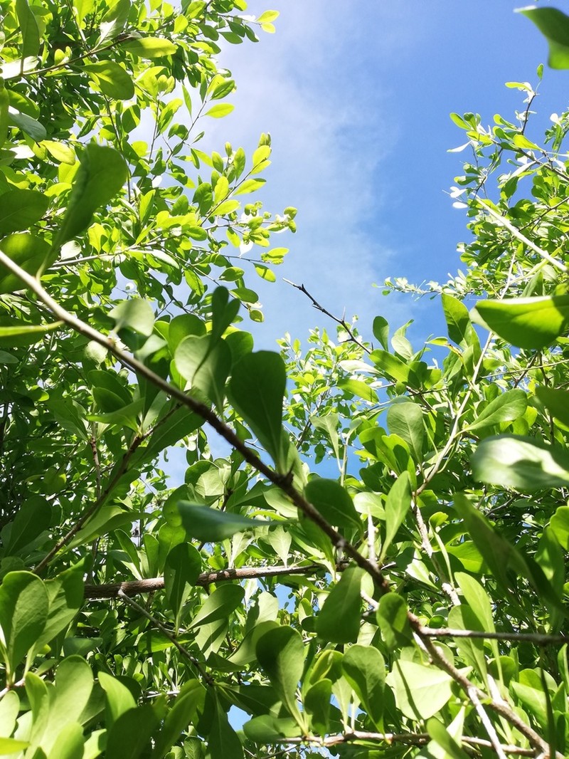 Saffron Plum photo 7
