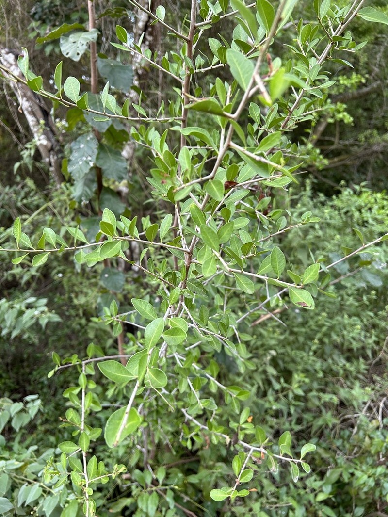 Saffron Plum photo 8