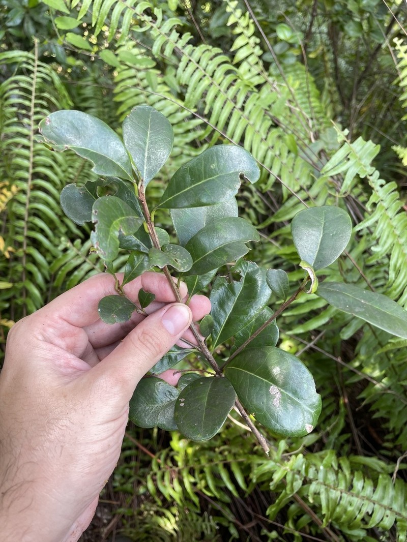 Espejuelo
