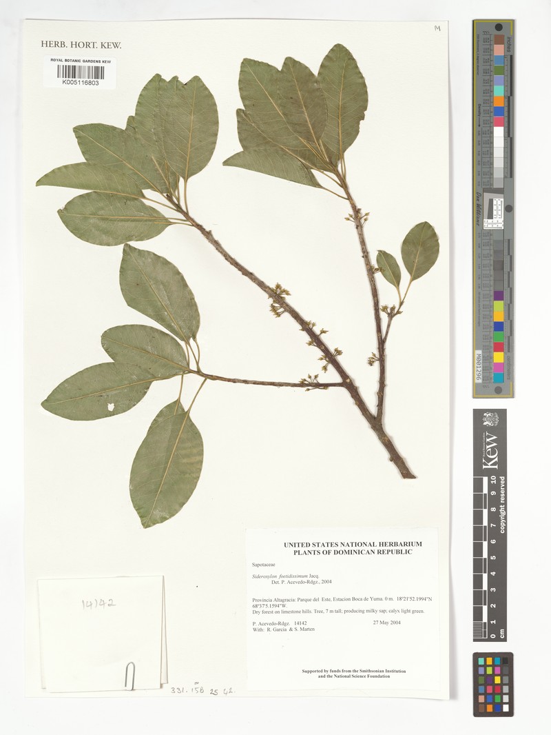Sideroxylon foetidissimum subsp. foetidissimum