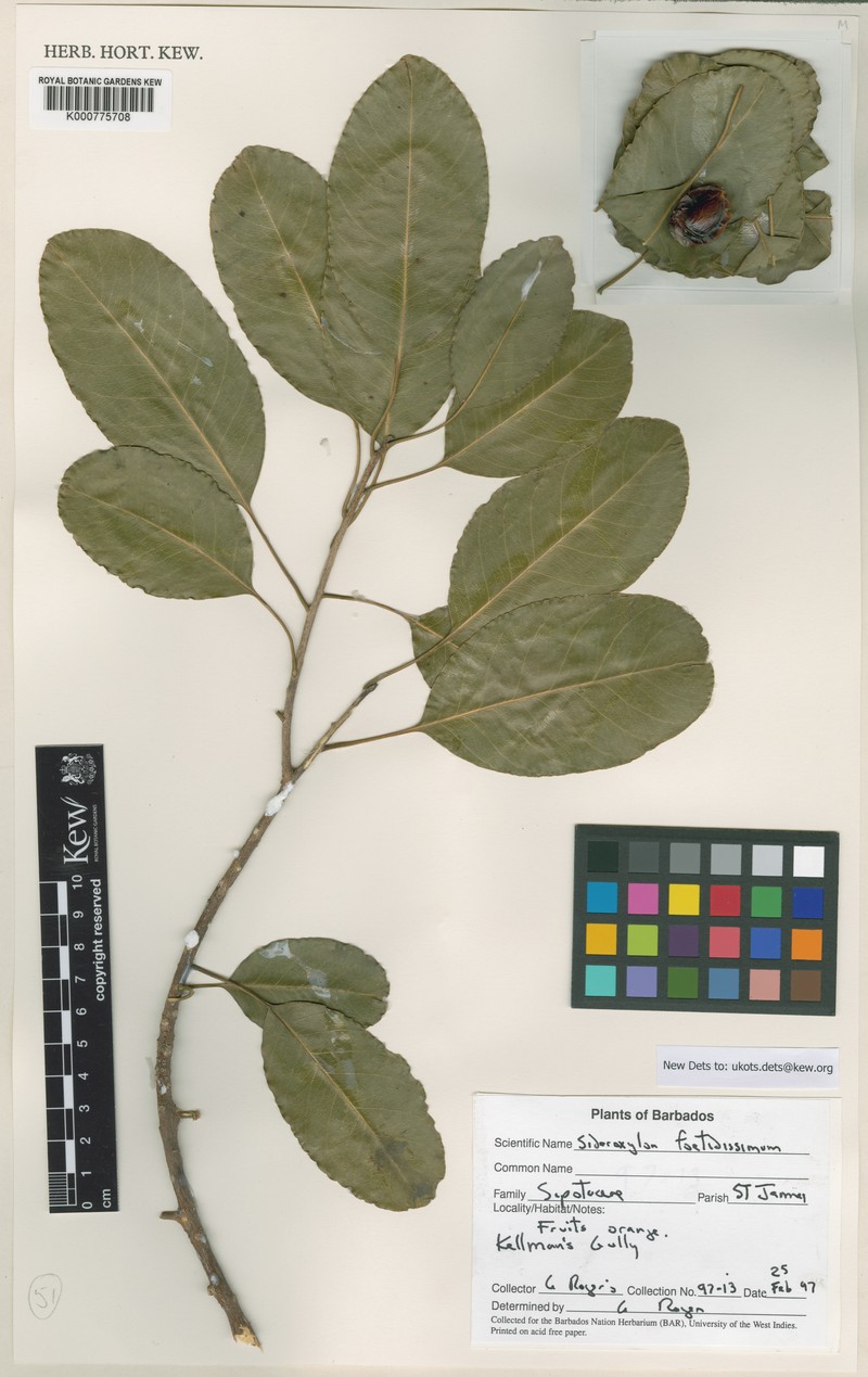 Sideroxylon foetidissimum subsp. foetidissimum photo 2