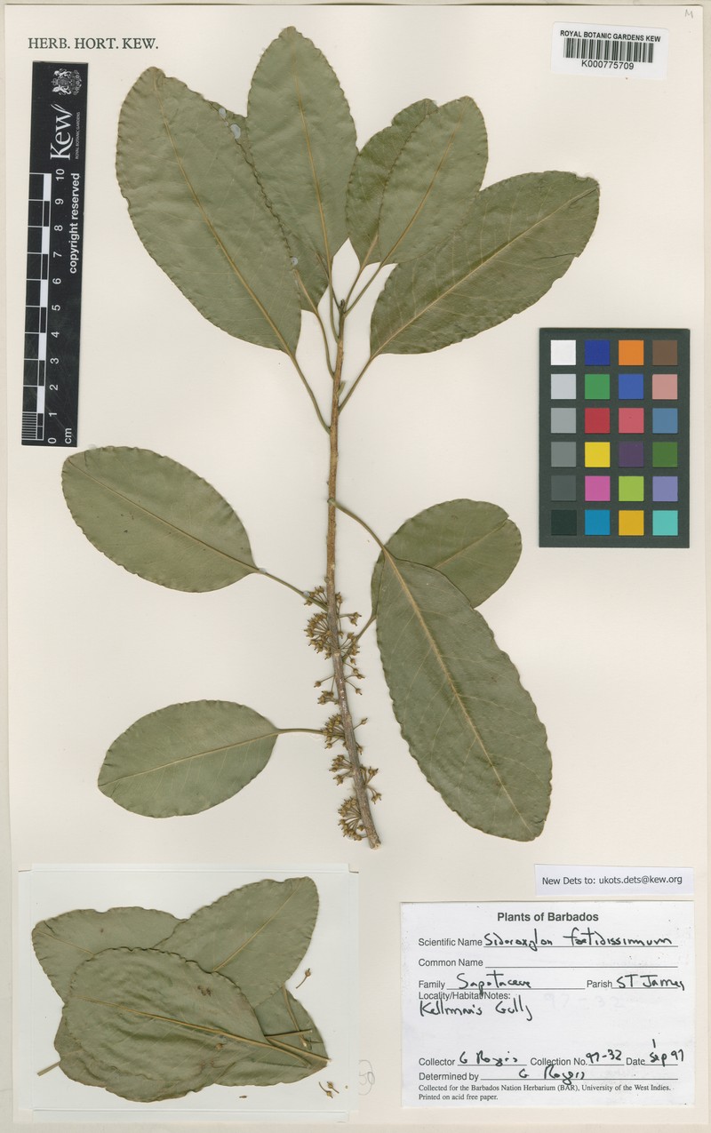 Sideroxylon foetidissimum subsp. foetidissimum photo 3