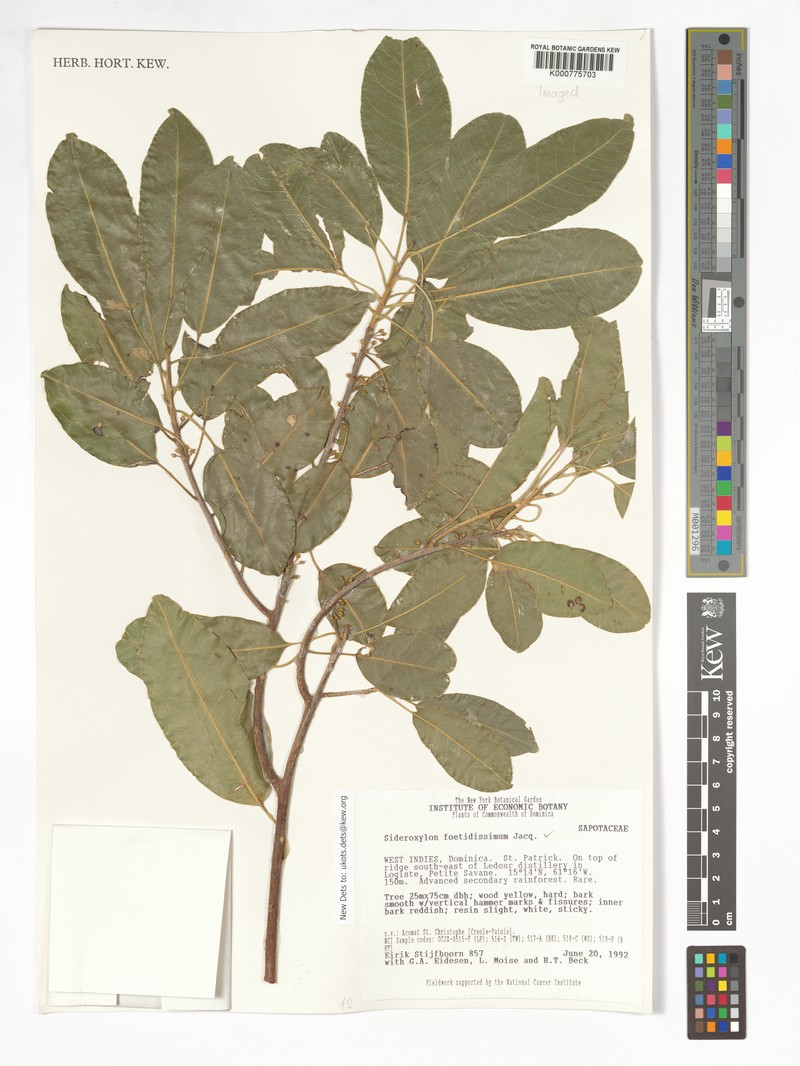 Sideroxylon foetidissimum subsp. foetidissimum photo 4