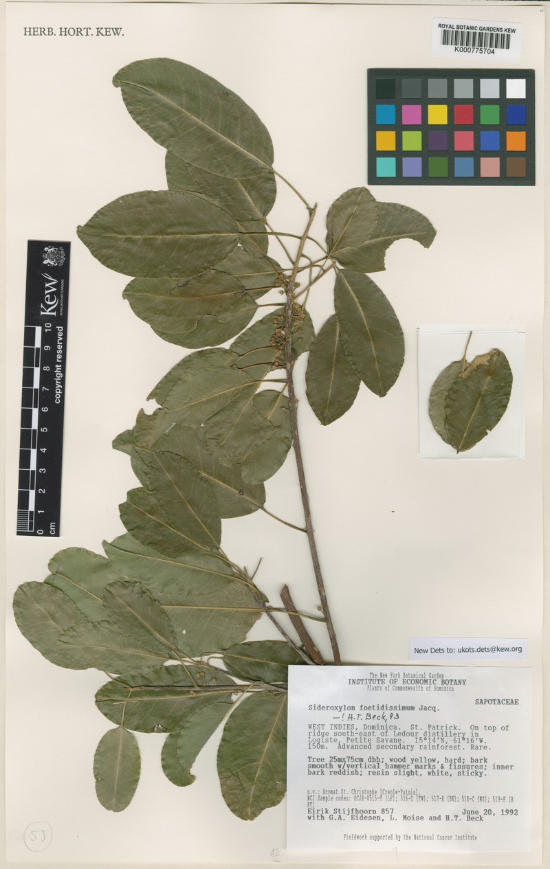 Sideroxylon foetidissimum subsp. foetidissimum photo 5