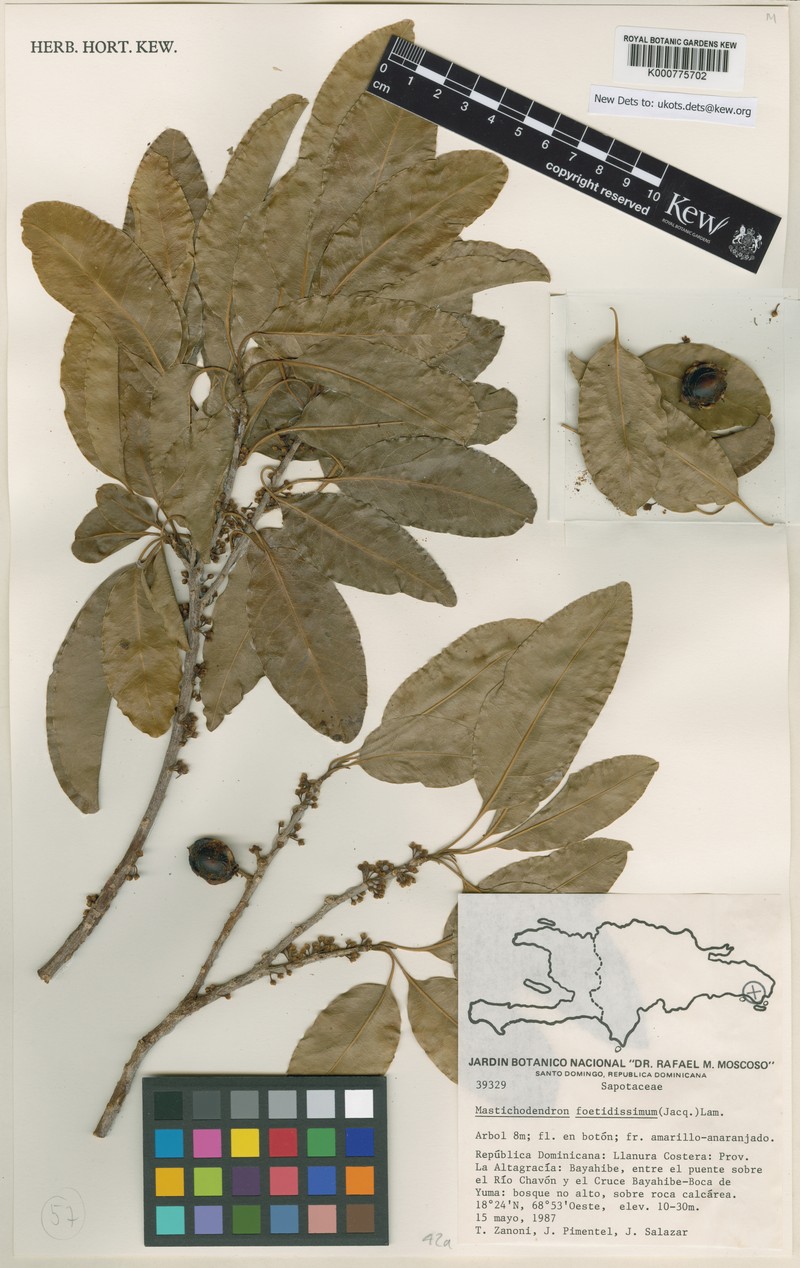 Sideroxylon foetidissimum subsp. foetidissimum photo 6
