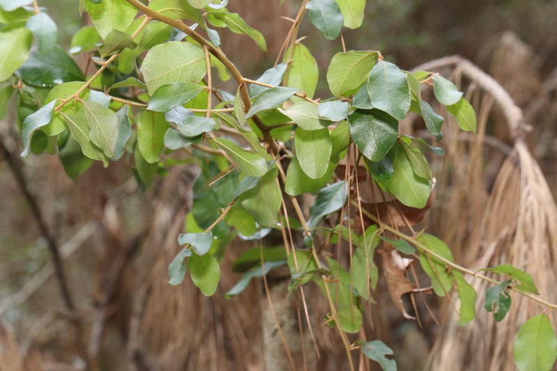 Sideroxylon lanuginosum subsp. lanuginosum