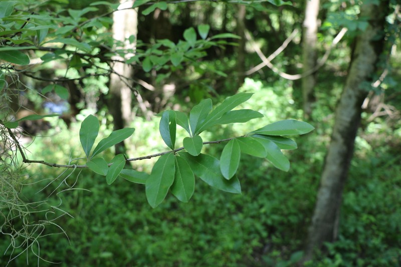 Sideroxylon lanuginosum subsp. lanuginosum photo 2