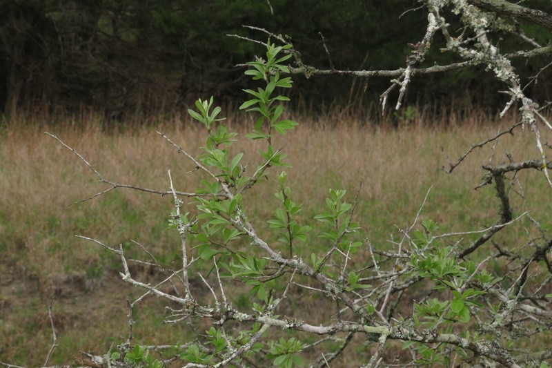 Sideroxylon lanuginosum subsp. lanuginosum photo 3