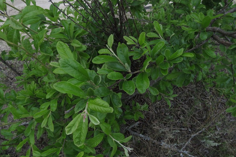 Sideroxylon lanuginosum subsp. lanuginosum photo 4