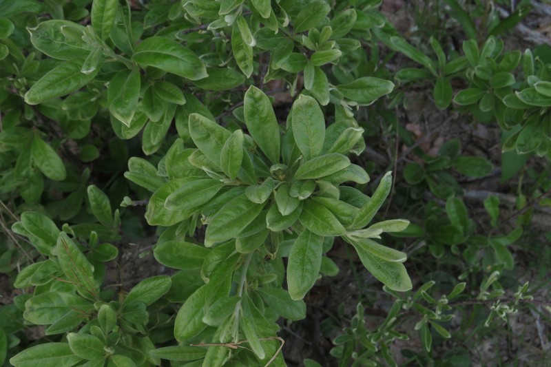 Sideroxylon lanuginosum subsp. lanuginosum photo 5