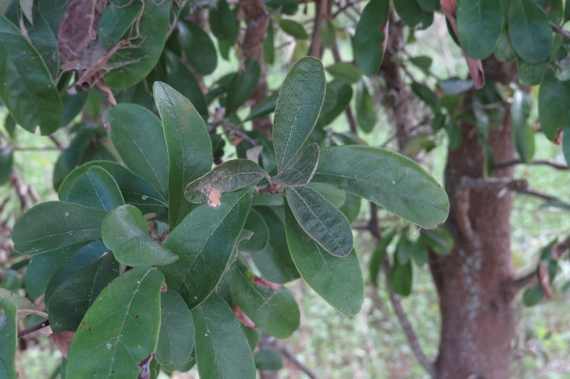 Sideroxylon lanuginosum subsp. lanuginosum photo 6