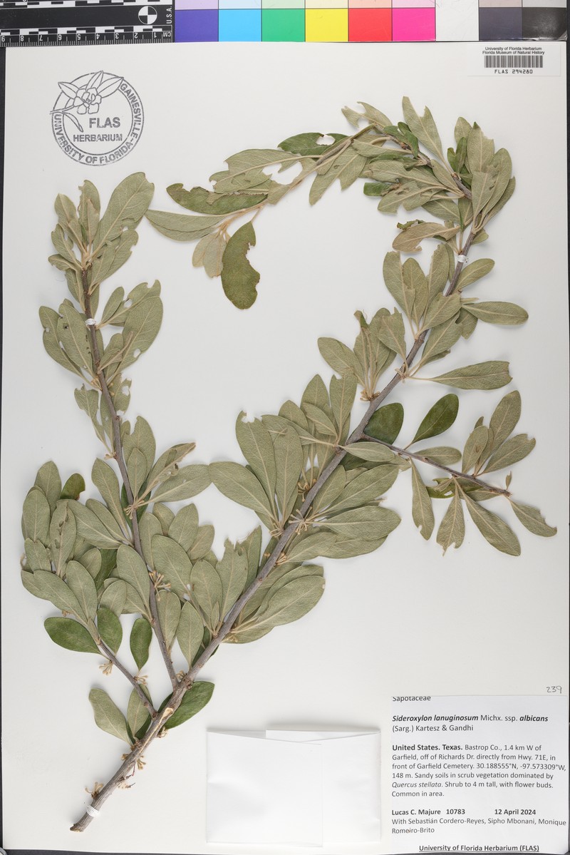 Sideroxylon lanuginosum subsp. lanuginosum photo 7