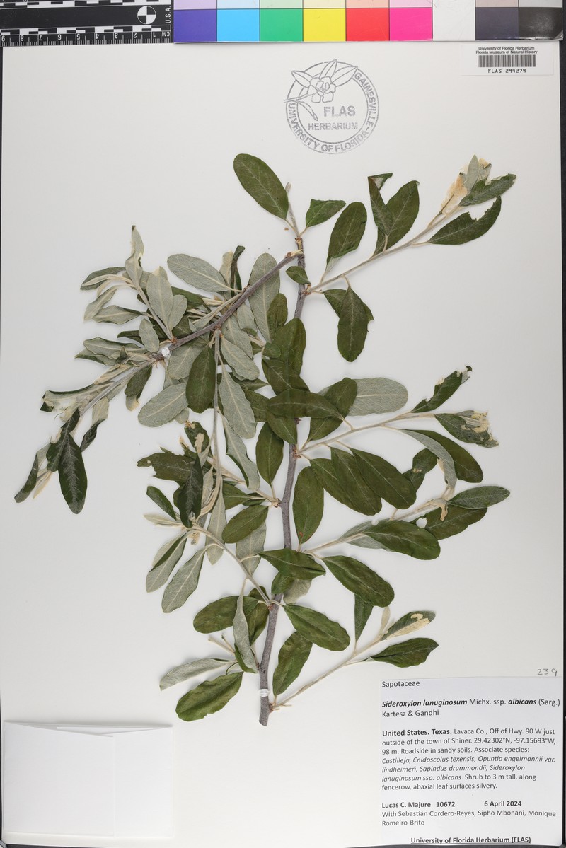 Sideroxylon lanuginosum subsp. lanuginosum photo 8