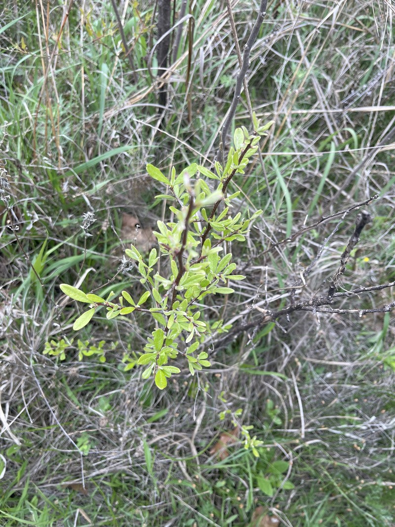 Sideroxylon lanuginosum subsp. oblongifolium